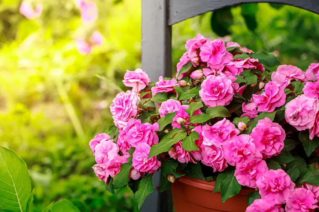 plantes fleuries d'extérieur