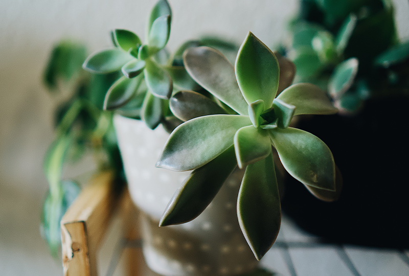 succulentes et cactus