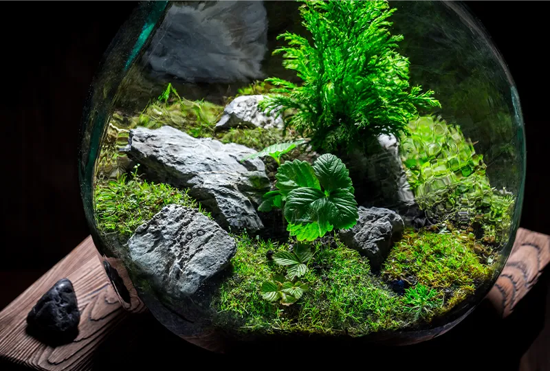 terrarium plantes