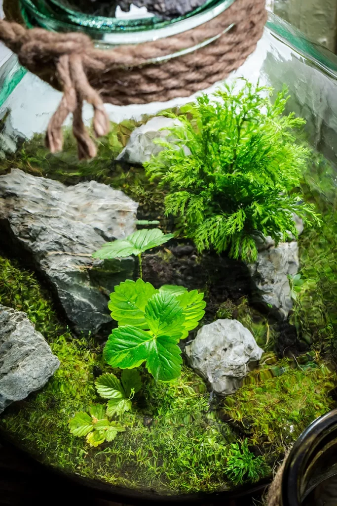 comment entretenir son terrarium