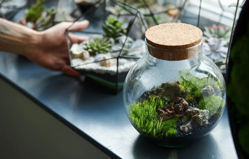 conseil entretien terrarium